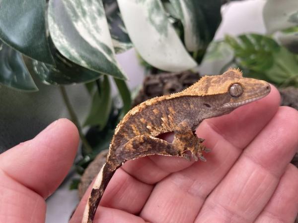 Image 5 of Stunning adult male Crestie plus some youngsters for sale