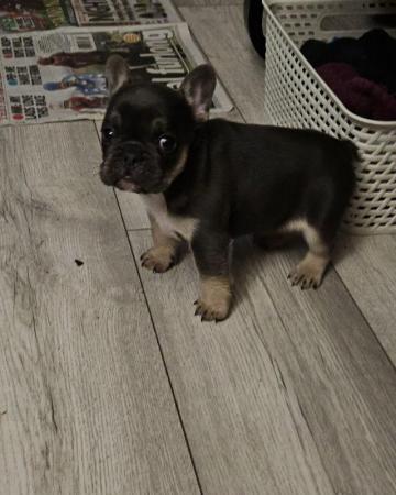 Image 8 of French bulldog Ready for there ***** home