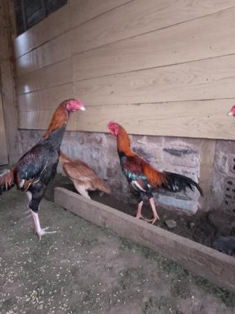 Image 1 of I have some female and male chickens for sale They are shamo