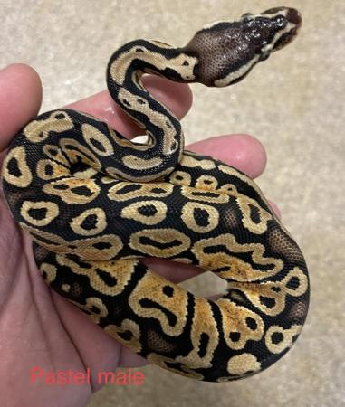 Image 3 of Royal Python Pastel Male CB23