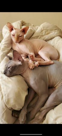 Image 2 of 2 gorgeous Sphynx cats for a 1st class home only.