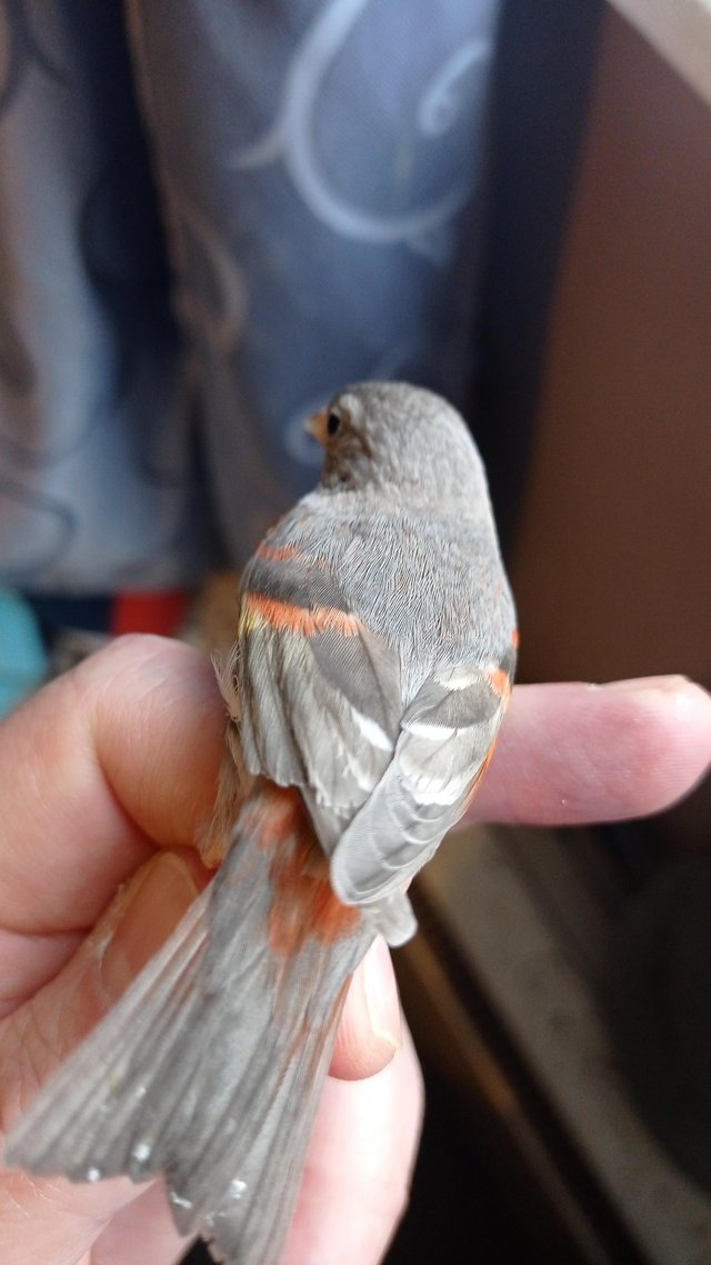 Preview of the first image of Mutation red siskin  female 2023.