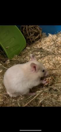 Image 3 of Gorgeous male hamster with cage