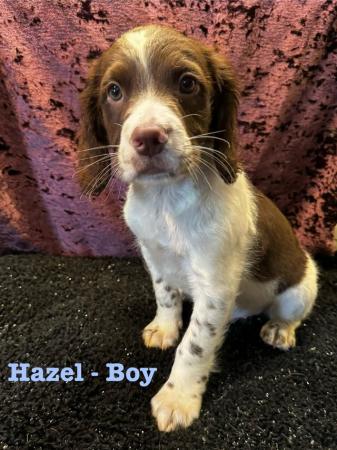 Image 35 of READY NOW Fabulous English springer puppies