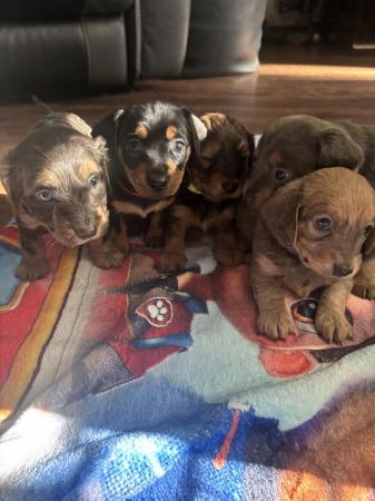 Image 1 of Dorkies ( dachshund/yorkshire terrier) ready now