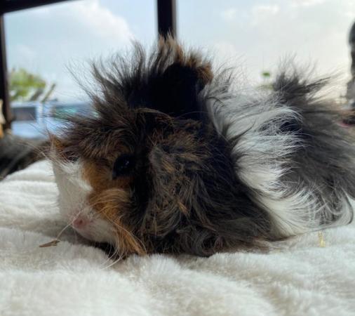 Image 19 of Beautiful long haired very friendly  baby boy guinea pigs