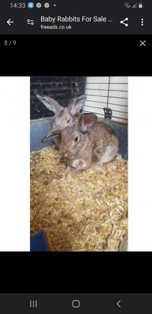 Image 5 of Bonded pair of rabbits for sale