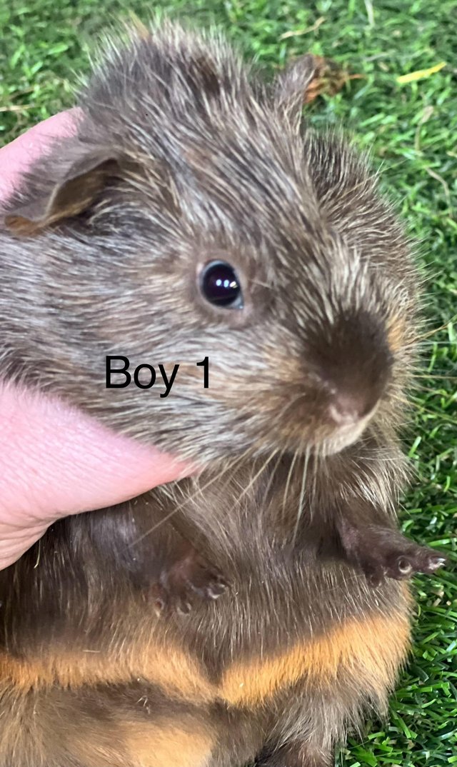 Preview of the first image of Well handled baby guinea pigs for sale.