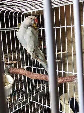 Image 1 of Sky Blue Female Indian Ringneck With Cage