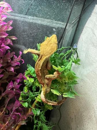 Image 4 of Adult male crested gecko