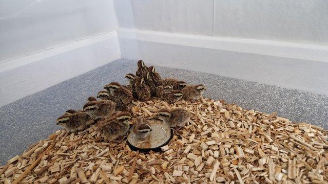 Image 5 of Jungle bush quail eggs/chicks Pre-order