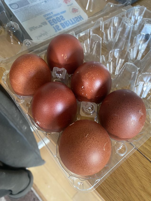 Preview of the first image of COPPER MARAN HATCHING EGGS.