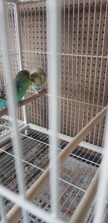 Image 1 of Bonded budgies pair for sale