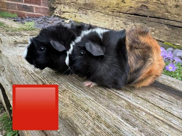 Image 1 of Guinea pigs male and female for sale. Sheffield.