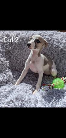 Image 8 of WHIPPET PUPPIES, PEDIGREE,KC REGISTERED