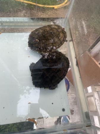 Image 2 of Map turtles for rehome only