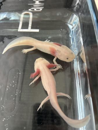 Image 3 of 2 axolotl‘s about 4 months old