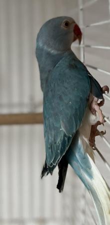 Image 4 of 3 Young Baby Cleartail Indian Ringneck talking parrots