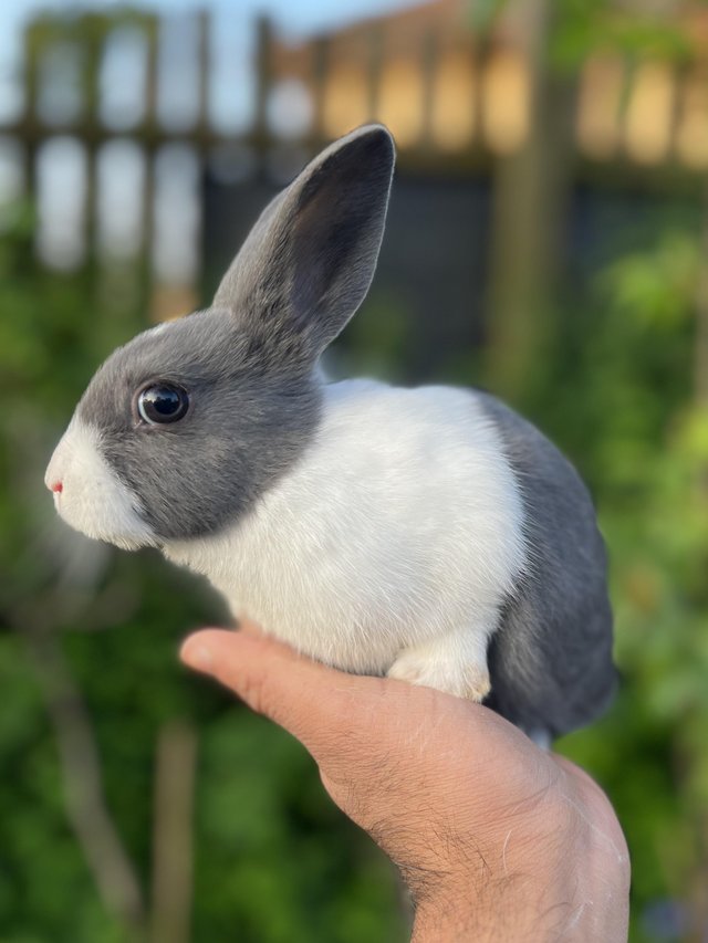 Preview of the first image of Beautiful stunning Blue Dutch  Bunnies.