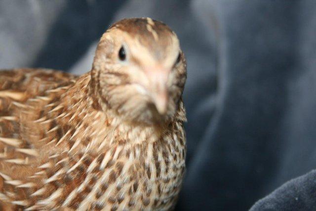 Image 3 of Japanese and Italian (coturnix) quail for sale from