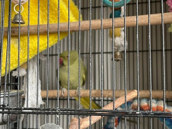 Image 3 of Two Stunning Indian Ring-necked Parrots Green 2YO with Cage