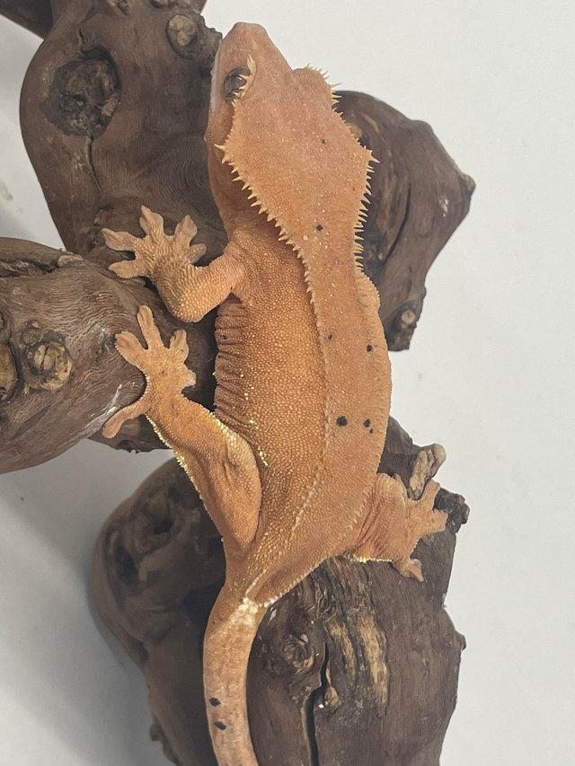 Preview of the first image of Female crested geckos 45-30grams.
