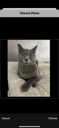 Image 2 of British Blue shorthair X Tabby kittens microchipped
