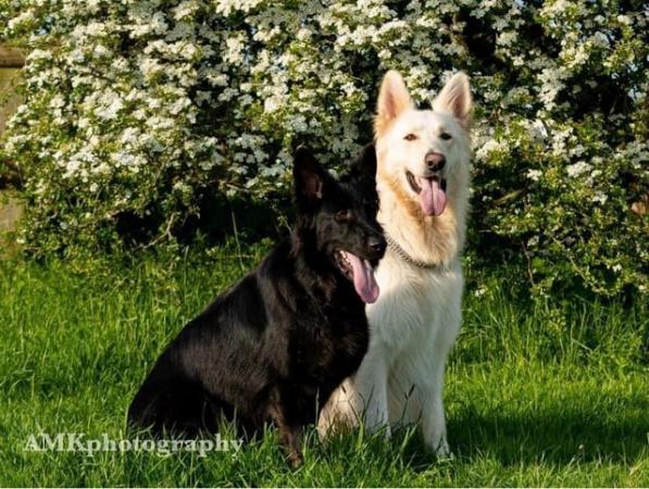 Image 4 of Stunning big GSD puppies for sale