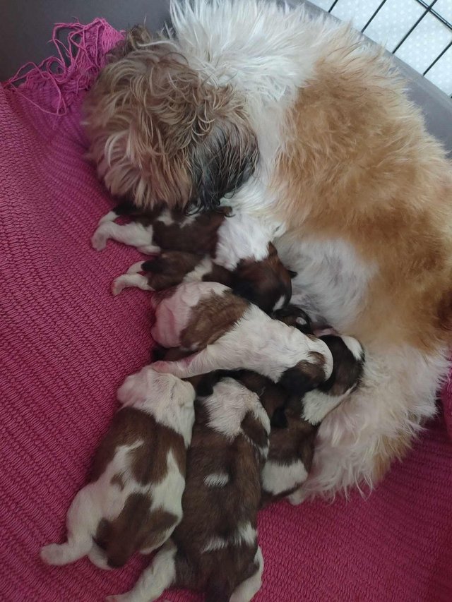 Preview of the first image of Beautifull shihtzu puppies microchipped.