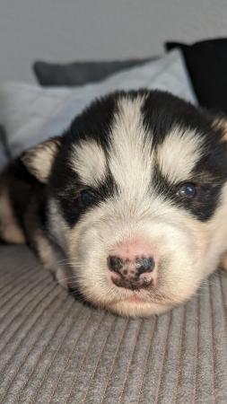 Image 6 of Siberian husky puppy for sale