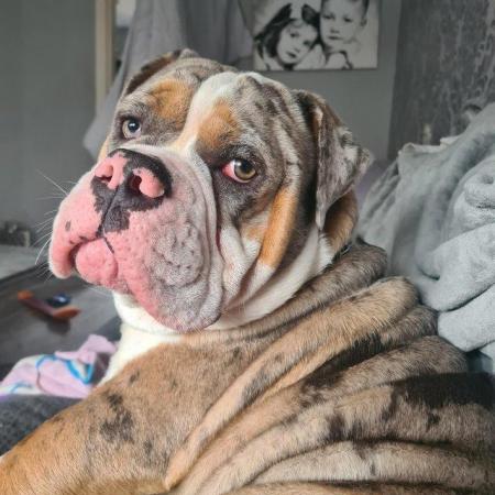 Image 2 of Old english bulldogge for sale