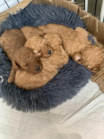 Image 4 of 3 Red Toy poodle puppies
