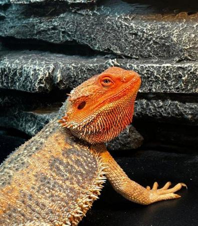 Image 11 of Licensed Breeder Top Bearded Dragon Morphs in Castle Cary