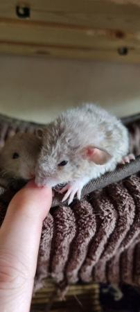 Image 12 of Tame Young/baby rats for sale (guaranteed tame)