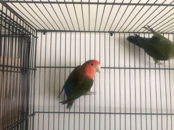 Image 4 of 3 young peach face green and red colour love birds