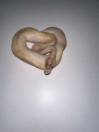 Image 1 of Royal Pythons Pied Clown Highway Ivory BEL Adults and CB23