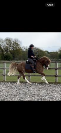 Image 1 of **REDUCED** Stunning Registered Section C Gelding