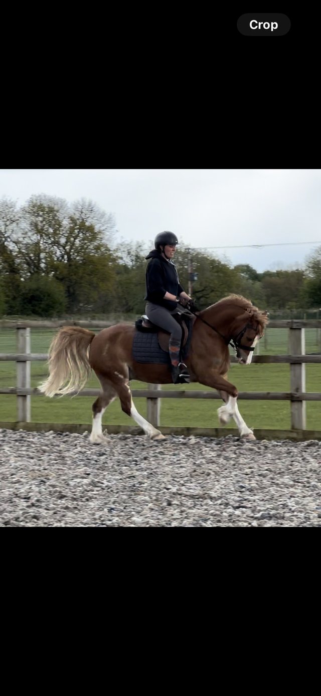 Preview of the first image of Stunning Registered Section C Gelding.