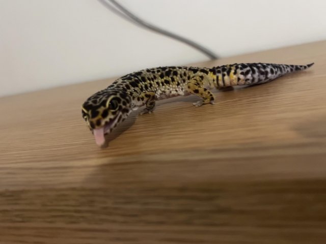 Preview of the first image of Leopard gecko female approx 8 yrs old..