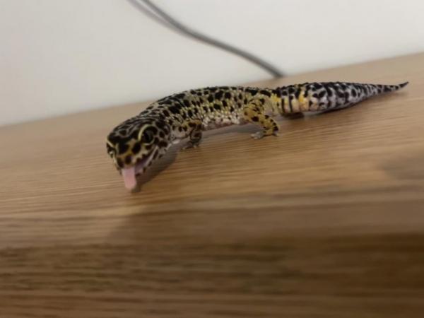 Image 1 of Leopard gecko female approx 8 yrs old.