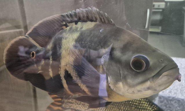 Image 3 of Cichlids for sale, closing down tank