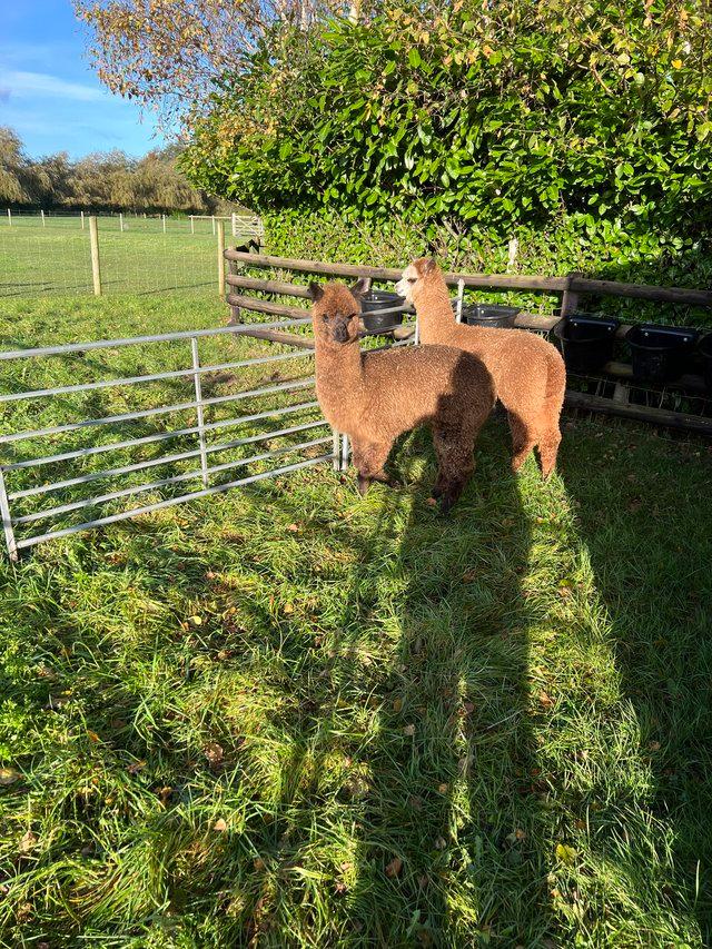 Preview of the first image of BAS REGISTERED BEAUTIFUL QUALITY BABY ALPACAS.