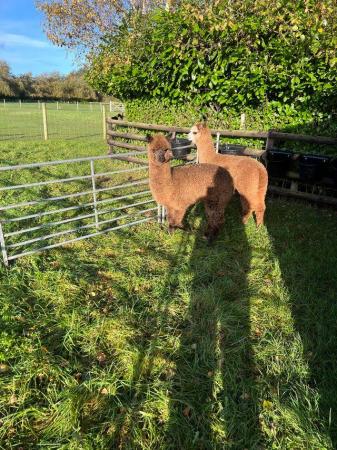 Image 1 of BAS REGISTERED BEAUTIFUL QUALITY BABY ALPACAS