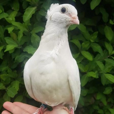 Image 5 of Hand reared pet pigeon for sale!