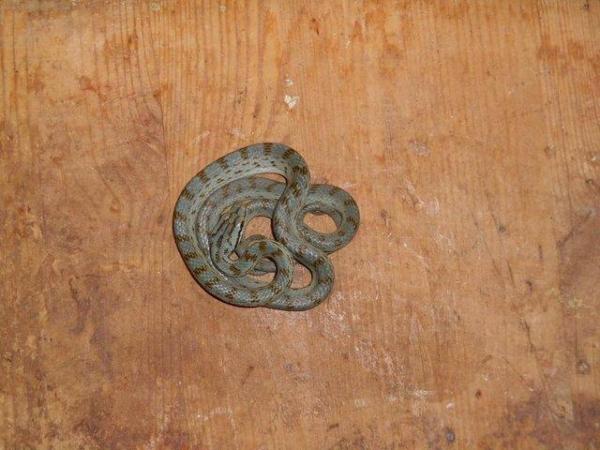 Image 1 of Rein rat snakes - UK CB For Sale