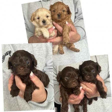 Image 2 of Gorgeous Shihpoos For Sale