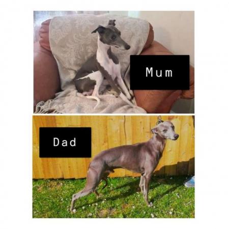 Image 6 of Beautiful whippet puppies ready to for they're new homes