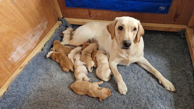 Image 16 of All pups now sold | Ready 3rd July