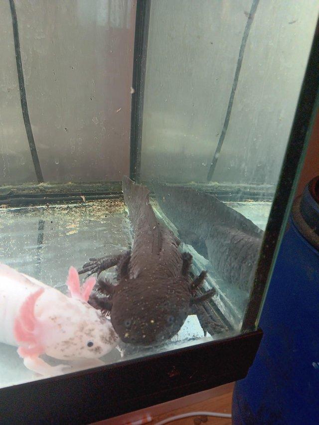 Preview of the first image of Male wild axolotl for sale 2 years old had to separate.