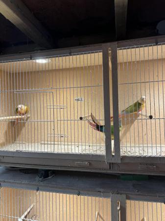 Image 5 of Pineapple Conures for sale x 3